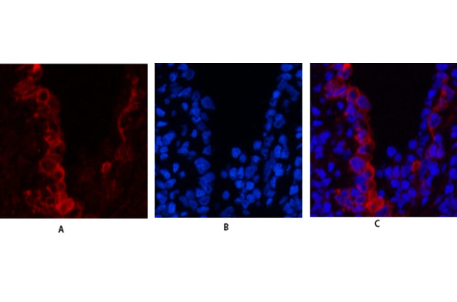 Immunofluorescence - Anti-Keratin 19 Antibody (C0244) - Antibodies.com