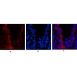 Immunofluorescence - Anti-Keratin 19 Antibody (C0244) - Antibodies.com