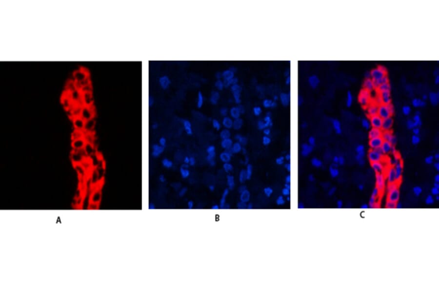 Immunofluorescence - Anti-Keratin 19 Antibody (C0244) - Antibodies.com
