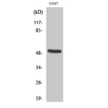 Western Blot - Anti-Keratin 15 Antibody (C0240) - Antibodies.com