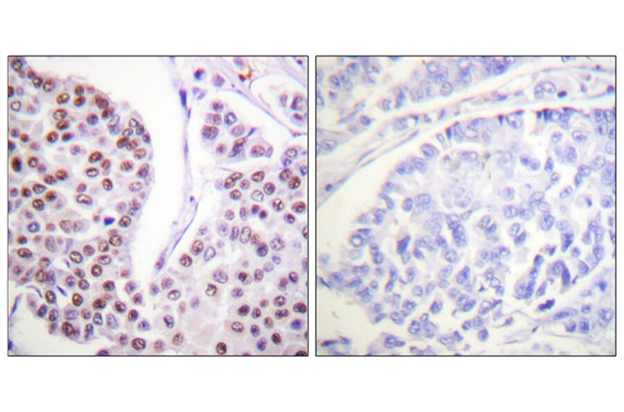 Immunohistochemistry - Anti-Histone H4 Antibody (D0032) - Antibodies.com