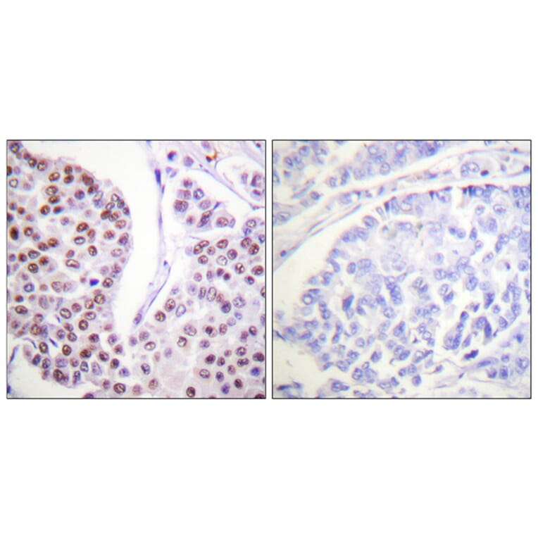 Immunohistochemistry - Anti-Histone H4 Antibody (D0032) - Antibodies.com