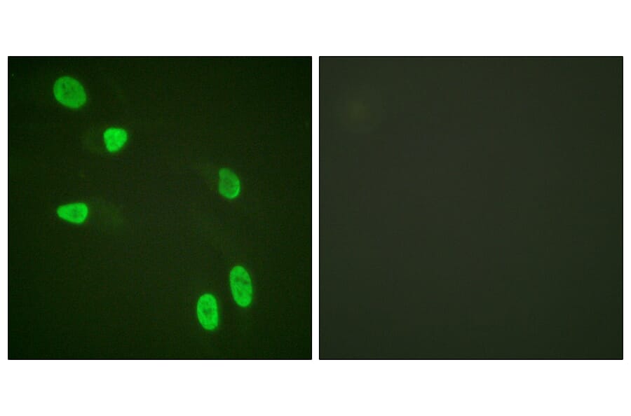 Immunofluorescence - Anti-Histone H4 Antibody (D0032) - Antibodies.com