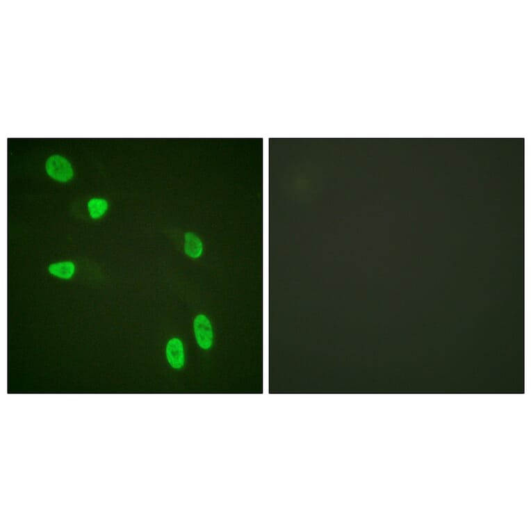 Immunofluorescence - Anti-Histone H4 Antibody (D0032) - Antibodies.com
