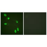 Immunofluorescence - Anti-Histone H4 Antibody (D0032) - Antibodies.com