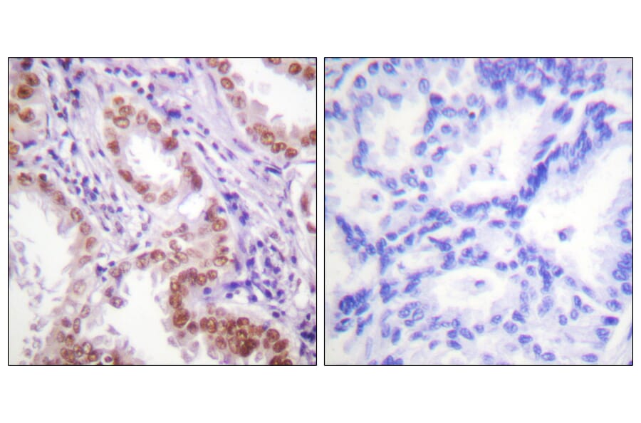 Immunohistochemistry - Anti-Histone H3 Antibody (D0026) - Antibodies.com