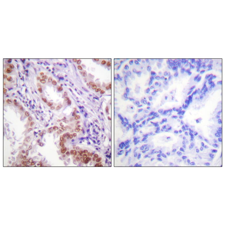 Immunohistochemistry - Anti-Histone H3 Antibody (D0026) - Antibodies.com