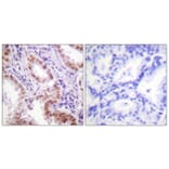 Immunohistochemistry - Anti-Histone H3 Antibody (D0026) - Antibodies.com