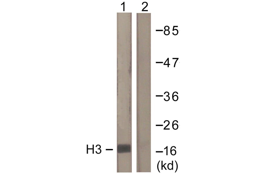 Western Blot - Anti-Histone H3 Antibody (D0026) - Antibodies.com