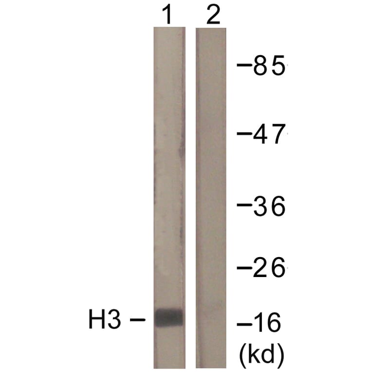 Western Blot - Anti-Histone H3 Antibody (D0026) - Antibodies.com