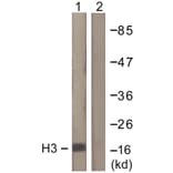 Western Blot - Anti-Histone H3 Antibody (D0026) - Antibodies.com