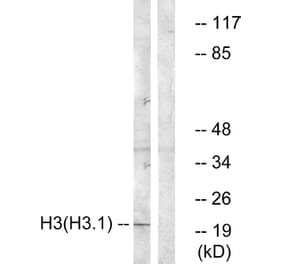 Western Blot - Anti-Histone H3 Antibody (B0434) - Antibodies.com