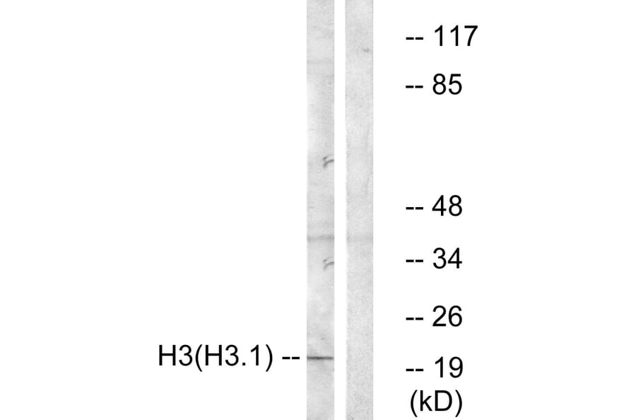 Western Blot - Anti-Histone H3 Antibody (B0434) - Antibodies.com