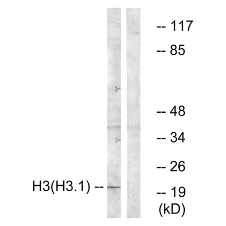 Western Blot - Anti-Histone H3 Antibody (B0434) - Antibodies.com