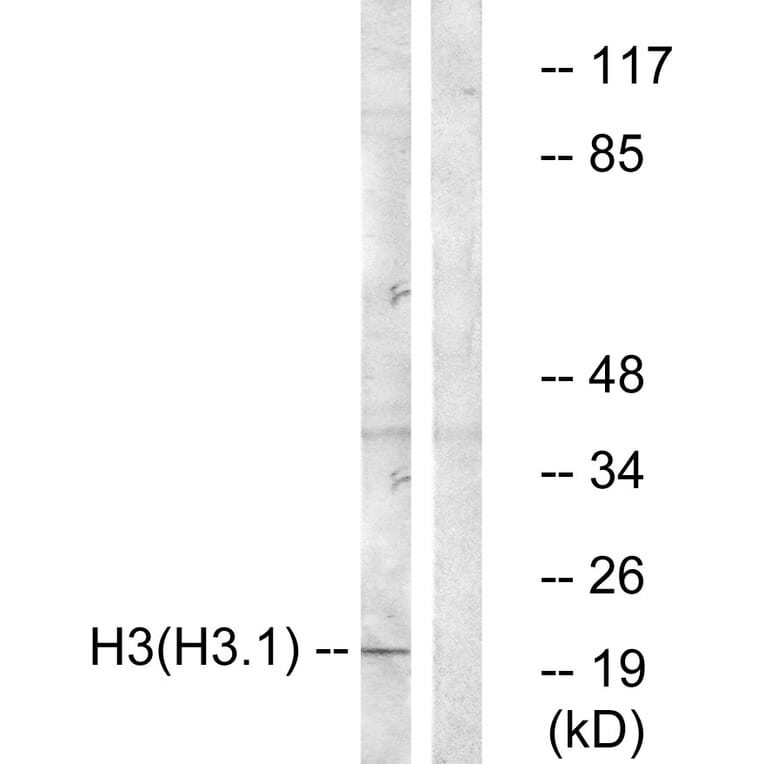 Western Blot - Anti-Histone H3 Antibody (B0434) - Antibodies.com