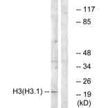 Western Blot - Anti-Histone H3 Antibody (B0434) - Antibodies.com