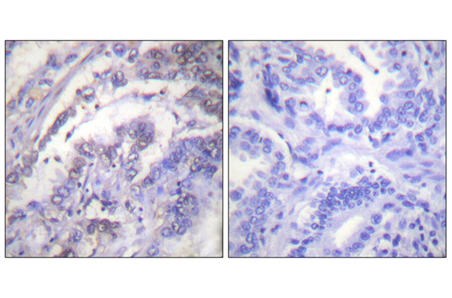 Immunohistochemistry - Anti-Histone H3 Antibody (B0434) - Antibodies.com