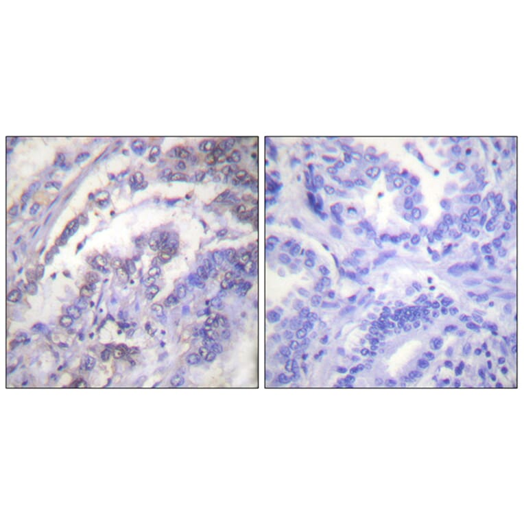 Immunohistochemistry - Anti-Histone H3 Antibody (B0434) - Antibodies.com