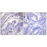 Immunohistochemistry - Anti-Histone H3 Antibody (B0434) - Antibodies.com