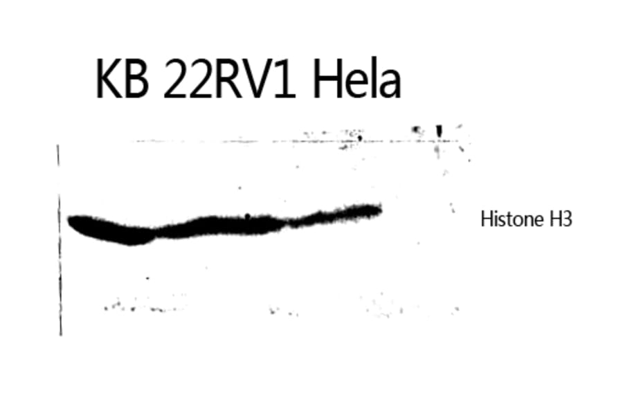 Western Blot - Anti-Histone H3 Antibody (B0434) - Antibodies.com