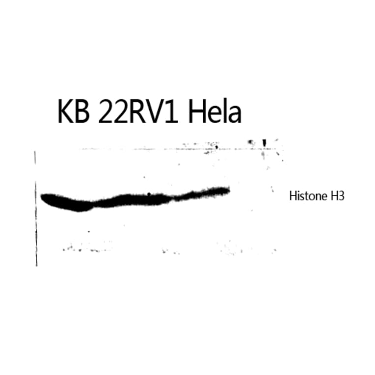 Western Blot - Anti-Histone H3 Antibody (B0434) - Antibodies.com