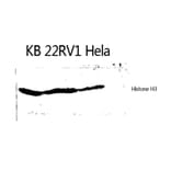Western Blot - Anti-Histone H3 Antibody (B0434) - Antibodies.com