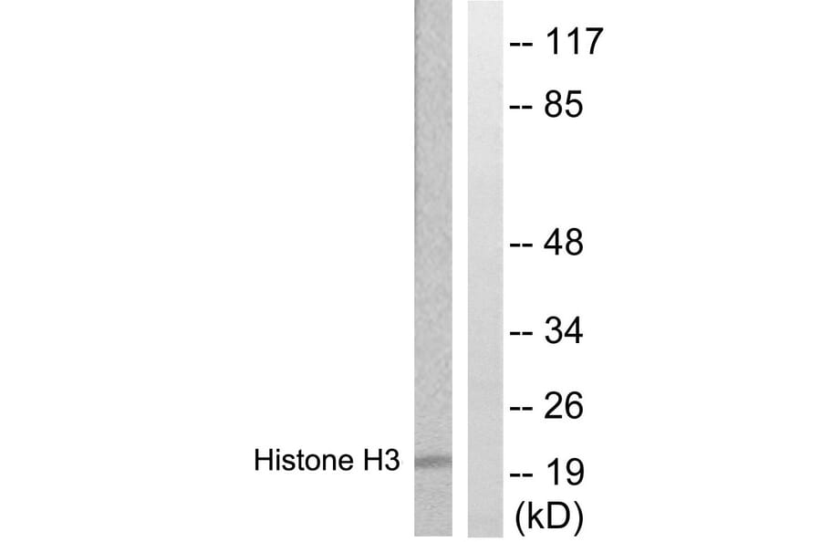 Western Blot - Anti-Histone H3 Antibody (B0435) - Antibodies.com
