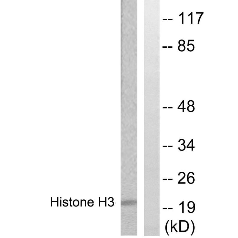 Western Blot - Anti-Histone H3 Antibody (B0435) - Antibodies.com