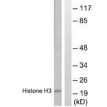 Western Blot - Anti-Histone H3 Antibody (B0435) - Antibodies.com