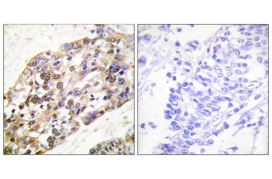 Immunohistochemistry - Anti-Histone H3 Antibody (B0435) - Antibodies.com