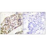 Immunohistochemistry - Anti-Histone H3 Antibody (B0435) - Antibodies.com