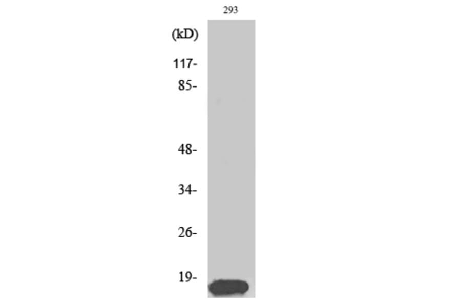 Western Blot - Anti-Histone H3 Antibody (B0435) - Antibodies.com