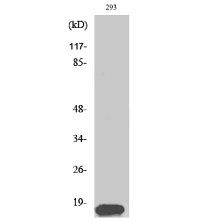 Western Blot - Anti-Histone H3 Antibody (B0435) - Antibodies.com