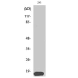 Western Blot - Anti-Histone H3 Antibody (B0435) - Antibodies.com