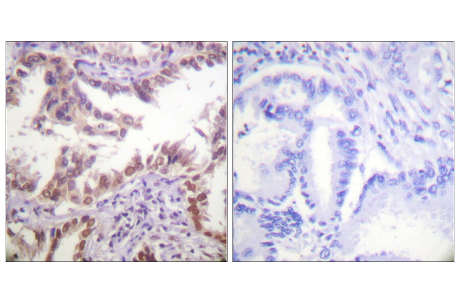 Immunohistochemistry - Anti-Histone H3 Antibody (D0027) - Antibodies.com