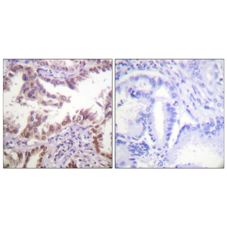 Immunohistochemistry - Anti-Histone H3 Antibody (D0027) - Antibodies.com