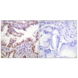Immunohistochemistry - Anti-Histone H3 Antibody (D0027) - Antibodies.com