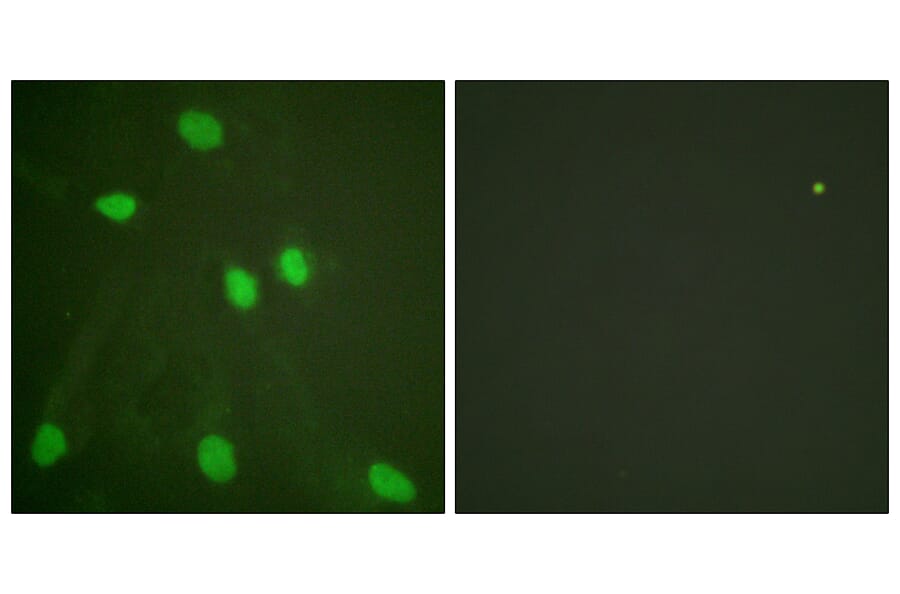 Immunofluorescence - Anti-Histone H3 Antibody (D0027) - Antibodies.com