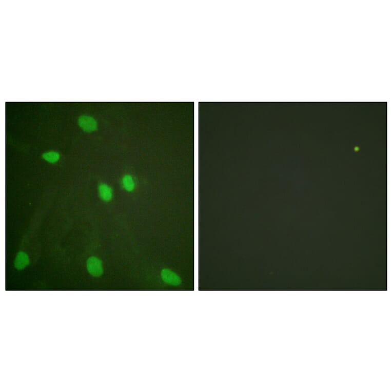Immunofluorescence - Anti-Histone H3 Antibody (D0027) - Antibodies.com