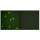 Immunofluorescence - Anti-Histone H3 Antibody (D0027) - Antibodies.com