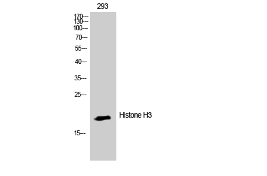 Western Blot - Anti-Histone H3 Antibody (D0027) - Antibodies.com