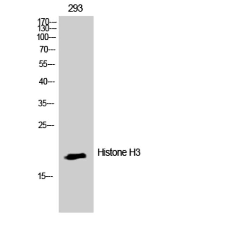 Western Blot - Anti-Histone H3 Antibody (D0027) - Antibodies.com