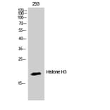 Western Blot - Anti-Histone H3 Antibody (D0027) - Antibodies.com
