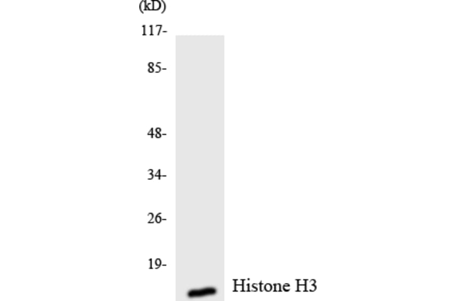 Western Blot - Anti-Histone H3 Antibody (R12-2880) - Antibodies.com