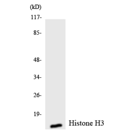 Western Blot - Anti-Histone H3 Antibody (R12-2880) - Antibodies.com