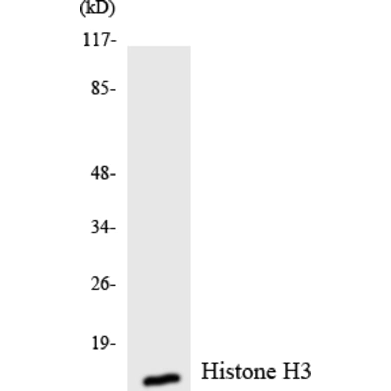 Western Blot - Anti-Histone H3 Antibody (R12-2880) - Antibodies.com