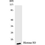 Western Blot - Anti-Histone H3 Antibody (R12-2880) - Antibodies.com