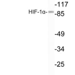 Western Blot - Anti-HIF-1alpha Antibody (R12-2180) - Antibodies.com