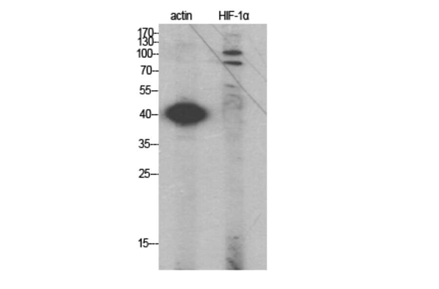 Western Blot - Anti-HIF-1alpha Antibody (R12-2180) - Antibodies.com