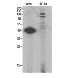 Western Blot - Anti-HIF-1alpha Antibody (R12-2180) - Antibodies.com